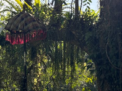 The image shows a checkered umbrella with red tassels, positioned outdoors amidst lush greenery. The umbrella is partially obscured by branches and foliage, suggesting it is situated within a forest or garden. The lighting indicates a sunny day, with sunlight filtering through the leaves. The background features large trees with hanging vines and plants, indicative of a tropical environment. The scene appears to be in Sidemen, Indonesia, suggested by the presence of traditional Balinese umbrellas and the characteristic dense vegetation.