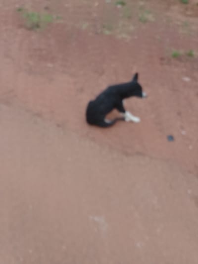 A blurry image shows a black dog with white paws sitting on a dirt or clay ground. The dog's body is mostly black, but its front paws are noticeably white. The ground appears to be reddish-brown. There is some sparse green vegetation visible in the background, further suggesting a rural or outdoor setting. The image has a low resolution, leading to a lack of detail.