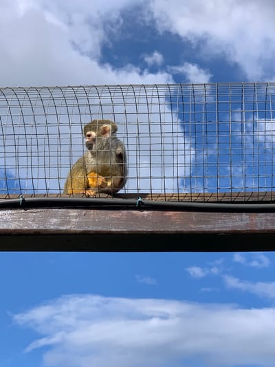 A squirrel monkey is in a cage on a wooden platform, with a blue sky and clouds in the background. The monkey is sitting and looking to the left. The cage is made of wire mesh.