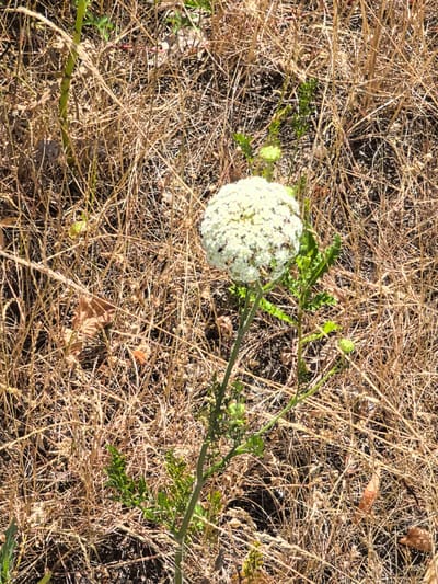 The image depicts a close-up, slightly blurry view of a white, umbrella-shaped flower, likely Queen Anne's Lace, surrounded by dry, brown grass and some green foliage. The flower is the primary subject, positioned in the center-right of the frame. The background is densely packed with straw-like vegetation, suggesting a dry, uncultivated environment. No people or specific urban features are visible, so a location in Cologne, Germany, cannot be determined from the image itself. The lighting suggests it is daytime, with shadows indicating a light source from above.