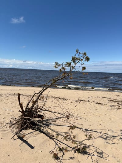 A low-angle, outdoor, eye-level shot depicts a sunlit beach scene with a partially uprooted pine tree in the foreground, its roots exposed and splayed across the sandy ground. The tree is leaning to the right, with its branches extending towards the water. The sand is a light tan color, with scattered debris such as dry grass, twigs, and small pebbles. A single white piece of debris is visible on the left side of the sand. The sea, a dark blue-brown color, occupies the middle ground, with small waves gently lapping at the shore. The horizon line is visible where the sea meets the sky. The sky is a bright, clear blue with a few wispy white clouds. The overall impression is one of a natural, undeveloped coastal environment in Lilaste, Latvia, under a bright, sunny sky.