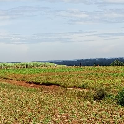 The image shows a rural landscape in Keyian ward, Kenya. The foreground is a field with low-lying vegetation, potentially recently harvested crops, or young plants. A dirt path or eroded area is visible in the mid-ground, separating the foreground from a field with rows of crops, possibly maize or sugarcane, in the distance. Several individuals are sparsely distributed across the field; their activities are not definitively discernible. A treeline and rolling hills are silhouetted against a sky with scattered clouds. The overall scene is typical of agricultural regions in Kenya.