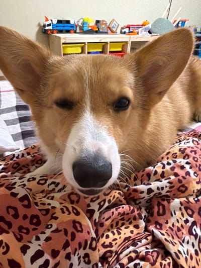 A close-up, portrait-oriented shot shows the head and upper body of a tan and white dog, likely a Corgi, lying down. The dog's head is tilted upwards, and its ears are perked. It is looking towards the camera with dark, curious eyes. A black nose with a white muzzle is prominent. The dog is resting on a striped blanket and is partially covered by a patterned fabric, possibly a blanket or comforter, featuring a leopard print in shades of brown, tan, and white.
In the background, to the left, a small, white shelf unit is visible. On this shelf, there are several colorful toys, including what appears to be a blue and orange toy truck. The overall setting seems to be indoors, possibly a bedroom or living area, given the blankets and toys. The lighting suggests it might be daytime. No specific time of day or weather conditions can be determined. The emotion conveyed by the dog is one of relaxation and perhaps a hint of playful curiosity. No text is visible in the image. The location context is Yablonovskiy, Russia.
