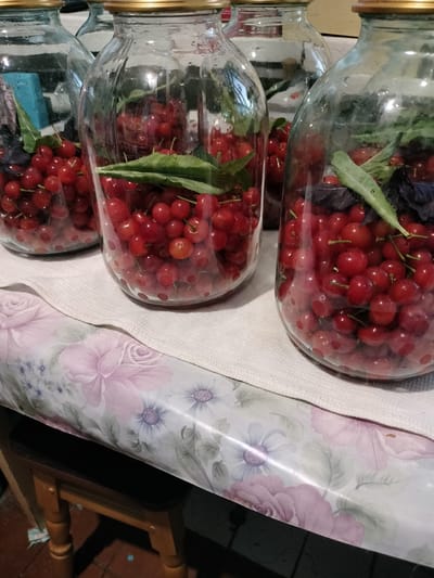 The image shows a close-up view of several glass jars filled with red cherries and some green leaves, possibly mint or basil. The jars have gold-colored lids. They are arranged on a table covered with a white textured cloth, which in turn rests on a floral-patterned tablecloth. The tablecloth features large pink roses and smaller blue and purple flowers with green leaves. In the background, other jars are visible, and a wooden stool with carved legs is partially seen underneath the table. The scene appears to be a domestic setting, likely in a home in Lykhove, Ukraine, where the cherries are being prepared for preservation.