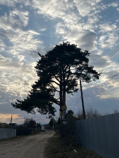 The image shows a rural street scene in Pokrov, Russia. A large, mature tree dominates the foreground, its dark silhouette contrasting with the cloudy sky. Power lines stretch across the upper part of the image, connecting to a utility pole near the tree. A dirt road runs along the right side, bordered by fences and vegetation. Signs are attached to the tree trunk. In the distance, a light-colored vehicle is parked on the road. The sky features a mix of light and dark clouds, suggesting either sunrise or sunset.