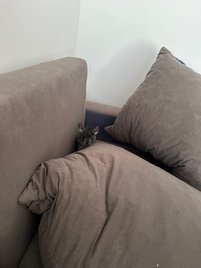 The image shows a domestic scene with a small, black and white dog peeking out from behind a large, plush gray pillow on a couch. The dog's face is visible, with its ears perked up and eyes looking towards the camera. The couch appears to be made of a soft, textured fabric, and it's positioned against a plain white wall, suggesting an indoor setting. The lighting is soft, indicating it might be daytime, but there are no windows or outdoor elements visible to confirm the time or weather. The overall impression is one of a cozy, relaxed environment, possibly a living room. The dog's posture suggests curiosity or playfulness, while the plush pillows create a sense of comfort and ease. No text is visible in the image. The location context provided is Dziekanów Leśny, Poland.