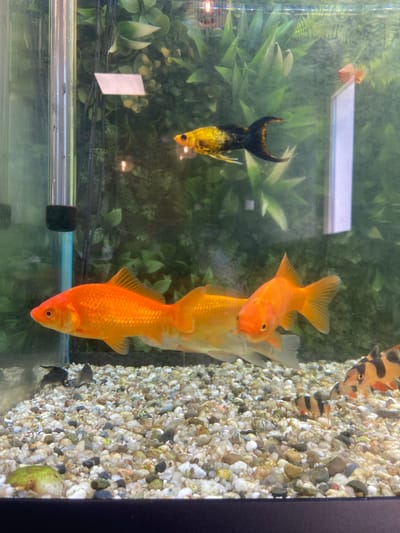 The image shows an aquarium with several fish. In the foreground, three goldfish are swimming horizontally, with their bodies parallel to each other. To the right of the goldfish, two small striped fish, likely Kuhli loaches, are visible near the gravel substrate. In the upper portion of the aquarium, a black and yellow marbled fish, possibly a Molly, is swimming from left to right. Behind the fish, artificial green plants create a backdrop. The aquarium has a gravel substrate and a clear glass enclosure. The scene appears to be a still shot of an indoor aquarium, likely in a residential setting or a pet store, and there is no indication of its location in Bolesławiec, Poland.