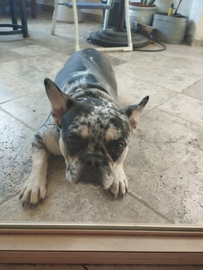 A French Bulldog with a merle coat lies on a tiled floor, its front paws extended towards the viewer. The dog's head is turned slightly to the right, and its dark eyes are looking forward. The dog appears to be in an indoor setting, possibly a home, given the tiled floor and the presence of furniture and planters in the background. The scene is captured from a low angle, giving the dog a dominant presence in the frame. There are no people visible in the image. The image does not provide any specific information about the location being Zikhron Yaakov, Israel.