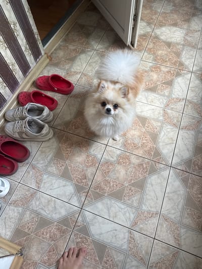 In the city of Heniivka, Ukraine, a Pomeranian dog stands on a tiled floor near a doorway. The dog is fluffy and light-colored with dark eyes and a curious expression. Several pairs of shoes are scattered around the dog: red Crocs and white sneakers. To the left of the dog, a damaged wooden baseboard is visible, and a striped curtain hangs on the wall. The floor is covered with beige and brown patterned tiles. A human foot is visible in the lower right corner of the image.