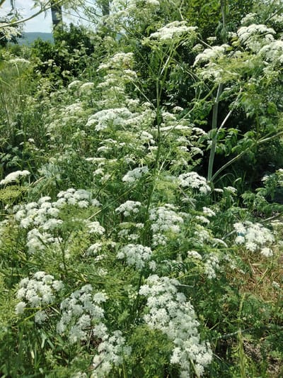 A dense thicket of tall, white-flowered plants, likely Queen Anne's Lace, dominates the frame. The flowers are clustered in large, flat-topped umbels, creating a delicate, lacy appearance. Amidst the white blooms, vibrant green foliage forms a lush backdrop. The plants are tall, with some stems appearing thick and sturdy, suggesting they are mature and have grown tall in an open field or meadow. The scene is brightly lit, indicating it is daytime, likely late morning or early afternoon, with the sun casting shadows and highlighting the textures of the flowers and leaves. In the background, the hint of rolling hills and trees can be seen, suggesting a rural or semi-rural setting. The overall impression is one of natural abundance and the beauty of wildflowers in bloom. The image appears to be taken in Ananiv, Ukraine. There is no visible text in the media file.