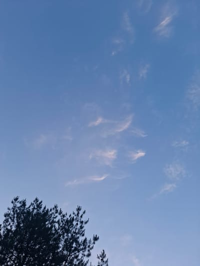 A silhouette of pine trees is visible in the lower left quadrant of the image, against a clear blue sky. The trees are dark and dense, with visible needles and some small cones. Scattered throughout the sky are wispy clouds, tinged with a pale orange hue, suggesting either sunrise or sunset. The overall impression is one of a tranquil, natural scene. The image was captured in Santiago Cuautlalpan, Mexico, likely during the early morning or late evening.