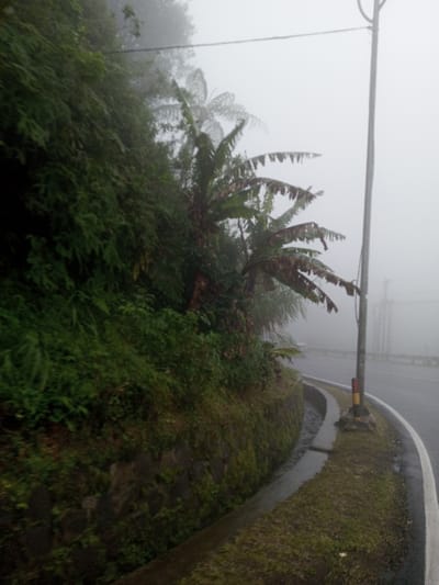 A foggy road scene reveals lush greenery clinging to a hillside, alongside banana trees with drooping leaves. A concrete curb separates the vegetation from the road, which curves slightly. A utility pole stands tall beside the road, adding a vertical element to the landscape. The heavy fog obscures the distance, creating a muted and atmospheric view.