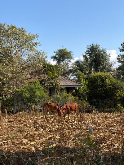 Two brown cows stand in a field of dried corn stalks beside lush greenery and a building with a tiled roof. Trees are scattered throughout, some reaching towards a clear blue sky with scattered clouds. The foliage includes various types of trees and shrubs. Power lines cross the scene.