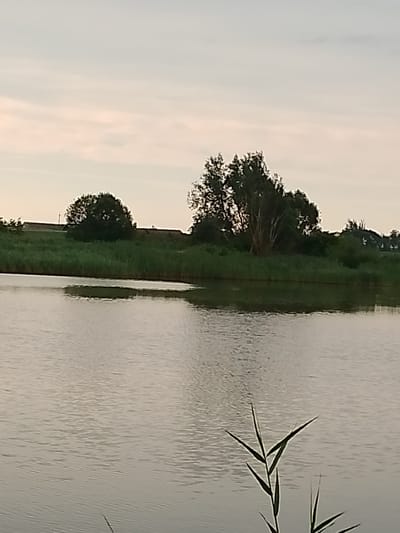 An outdoor, low-angle, full shot captures a serene natural landscape of a body of water adjacent to a grassy embankment lined with trees and reeds. The sky above is a soft, hazy pale blue with wisps of clouds, suggesting a tranquil, possibly overcast day or early morning. The water in the foreground is calm, with subtle ripples reflecting the muted tones of the sky and surrounding foliage. A small, irregular patch of darker water or submerged vegetation breaks the surface near the center left of the image. The embankment is covered in lush green grass and tall reeds, with several trees of varying sizes and densities dotting the area. A larger, fuller tree stands prominently on the right side of the embankment, its branches reaching towards the sky. The overall atmosphere is peaceful and natural, indicative of a rural or park-like setting. The precise location within Свіслацкі сельскі Савет, Belarus, is not discernible from the visual information presented.