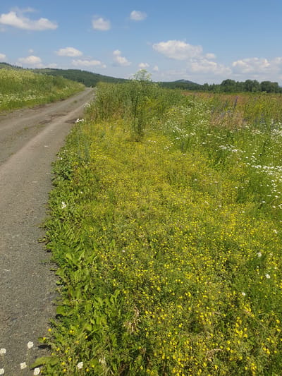 The image shows a rural scene with a dirt road on the left and a field of yellow and white wildflowers on the right. The road curves away into the distance, bordered by lush green vegetation. The field is densely populated with small yellow flowers, interspersed with white daisies and some taller, darker foliage in the background. The sky is blue with scattered white clouds. Hills covered in trees form the horizon. The scene appears to be in a natural, undeveloped area, likely in or around Smorodinka, Russia, given the context. There are no people or animals visible in the image. The overall impression is one of a sunny, peaceful summer day in the countryside.