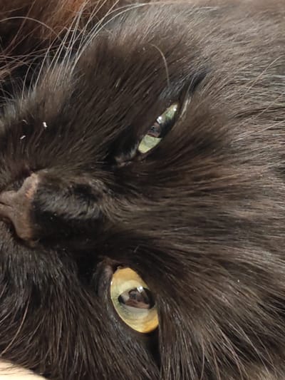 A close-up, overhead shot captures the eye of a black cat with long fur. The cat's eye is a striking yellow-green color, with a slit pupil. The fur is dark brown, with some lighter brown and reddish undertones visible. A few small white specks, possibly dandruff or light debris, are scattered in the fur. The image is tightly cropped, focusing solely on the cat's face and fur. No other subjects, objects, actions, interactions, or environmental details are visible, and no location in Kalmykovo, Russia, can be determined from the provided image.