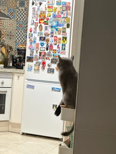 A grey cat is perched on a white shelf unit attached to a white refrigerator in a kitchen. The refrigerator is covered in numerous magnets, many of which appear to be souvenirs from various locations. The kitchen wall features a distinctive tiled backsplash with a geometric pattern in shades of blue, tan, and brown. To the left of the refrigerator, a white oven is visible. The flooring is tiled in a neutral beige tone. The scene is captured from a slightly low angle, with the cat's back to the camera. The environment suggests a residential kitchen setting. There is no specific information in the image that indicates a location in Alicante, Spain.