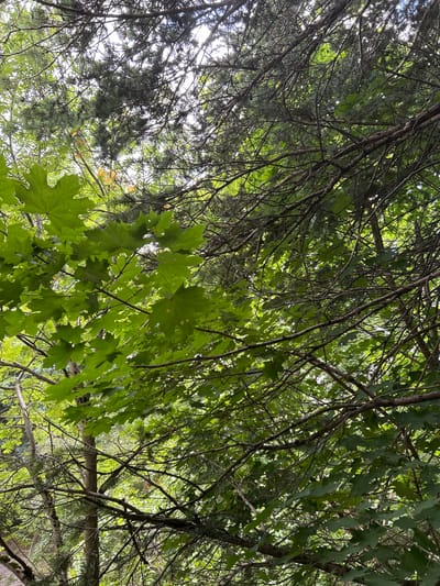 The image is a low-angle view looking up through a dense canopy of green leaves and dark tree branches. Sunlight filters through the foliage, creating a dappled effect. On the left side of the frame, large, distinctly lobed green leaves, likely from a maple tree, are prominent. Interspersed with these are the finer needles and branches of evergreen trees. The overall impression is of a natural, wooded environment. No people, specific landmarks, or activities are visible to indicate a precise location within Zelenograd, Russia, or any other city. The scene depicts a typical forest or park setting with mixed deciduous and coniferous trees.