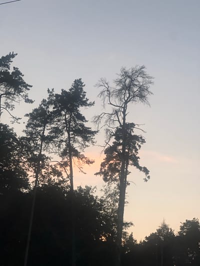 The image captures a silhouetted view of pine trees against a dusky sky. The trees, rendered in dark tones, are prominent in the foreground and stretch upwards, their branches creating intricate patterns against the lighter backdrop. Some of the trees appear to be dead, with bare, skeletal branches, while others are dense with foliage. The sky exhibits a gradient of colors, transitioning from a light gray at the top to a soft orange and pink hue near the horizon, suggesting either sunrise or sunset. The overall impression is one of a quiet, perhaps melancholic, natural scene. There are no people or man-made objects visible, and no text is present in the image. The setting appears to be a forest or wooded area in Kalchuga, Russia, given the context provided. The lighting indicates it is either early morning or late evening.