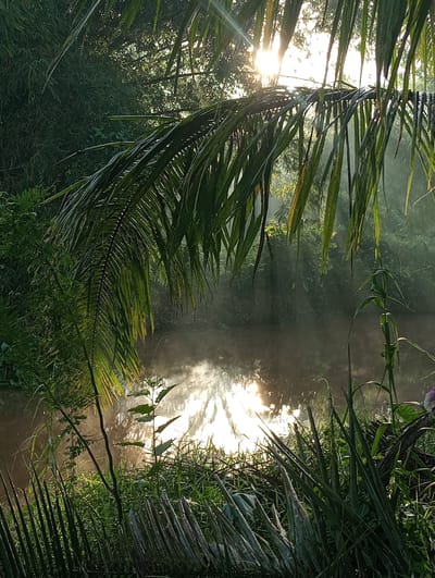 This is a photograph of a tranquil natural scene, likely taken at dawn or dusk, given the soft, diffused sunlight and the mist rising from the water. In the foreground, a large palm frond hangs down from the upper left, its fronds creating a natural frame for the scene. To the right of the palm frond, tall green grasses and reeds line the edge of a body of water.
The water itself is calm, reflecting the bright sunlight and the surrounding greenery. A gentle mist hovers above the surface of the water, adding to the serene and slightly mysterious atmosphere. Beyond the water, a dense forest of trees and foliage creates a dark green backdrop. The sun is visible through the trees in the upper part of the image, its rays breaking through the leaves and creating dramatic light shafts.
The overall impression is one of peacefulness and natural beauty. The image appears to be taken in a rural or natural setting, possibly a riverbank or a lakeside in Keudekrueng, Indonesia. There are no people or animals visible in the photograph. The focus is entirely on the interplay of light, water, and vegetation.