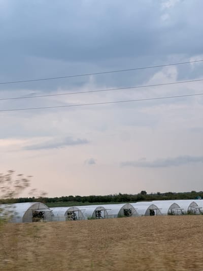 The image depicts a row of greenhouses in Brashlen, Bulgaria. The greenhouses are covered in white plastic and are situated in a field of dry, brown soil. Behind the greenhouses, a line of green trees forms the horizon. The sky is overcast with grey clouds. Several black power lines are visible stretching horizontally across the upper portion of the frame. The image appears to have been taken from a moving vehicle, as indicated by the motion blur of trees in the foreground and the slight blur across the entire scene.