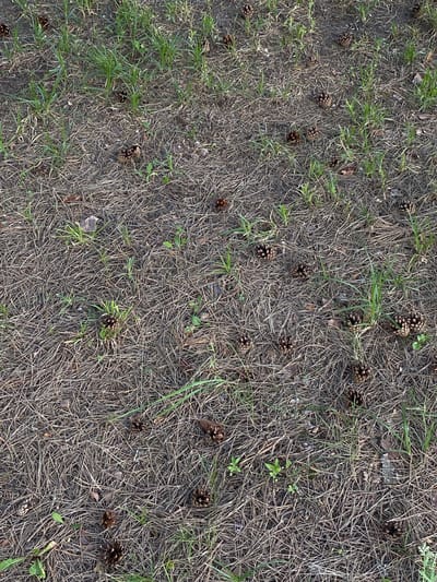 The image shows a close-up, top-down view of a ground covered with dried pine needles, grass, and scattered pine cones. The pine needles form a dense, textured layer. Patches of green grass are interspersed throughout the pine needles, with some blades appearing young and spiky, while others are longer and more mature. Several brown pine cones of varying sizes are visible, resting on the ground. The lighting suggests an outdoor setting, possibly in a forest or park area. The scene is devoid of any human presence or activity. Without additional information or context, the specific location within the city of Volzhsk, Russia, cannot be determined from the image itself.