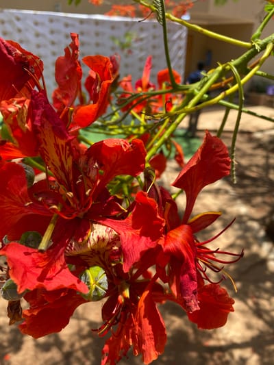 The image shows a close-up view of flamboyant flowers (Delonix regia). The flowers are predominantly red with some yellow and orange accents, and are clustered together. Green seed pods are also visible. The background is blurry, showing glimpses of green foliage and a light-colored wall. The location is Miango, Nigeria.