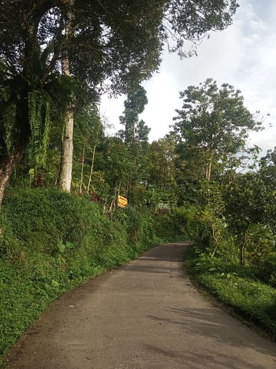 A narrow asphalt road curves slightly uphill, bordered by lush green vegetation. Dense trees and foliage line the path, creating a tunnel-like effect. Ferns cascade from a tall tree trunk on the left. A yellow sign is visible amidst the greenery further up the road. The sky is overcast, casting a soft light on the scene.