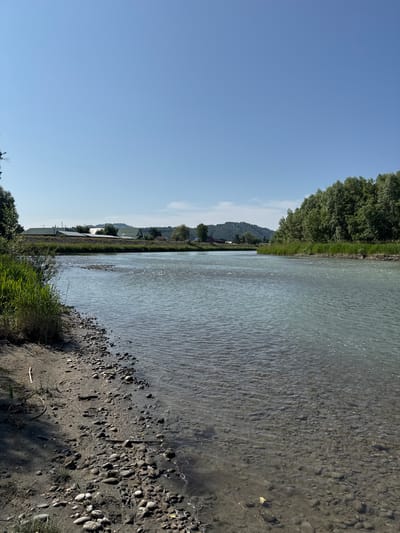 This is a vertical, eye-level, full shot of a wide, shallow river flowing from left to right. The riverbed is visible through the clear, light-blue water, with numerous small, smooth, gray and brown stones scattered across it. The water is slightly choppy, creating small ripples and reflections of the sky.
The left bank of the river is covered in sand and small stones, with patches of tall, green grass growing along the edge. A few thin, dry twigs lie on the sand. The right bank is lined with a dense wall of lush, green trees.
In the background, across the river, there is a gently sloping, grassy hill dotted with a few scattered trees. Further in the distance, on the horizon, several buildings with light-colored walls and green roofs are visible. One building appears to have solar panels on its roof. The sky is a clear, bright blue with no clouds.
The scene appears to be a natural landscape, likely in a rural or semi-rural area. The location is identified as Mayma, Russia. There are no people or animals visible in the image. The overall impression is one of a serene and natural environment on a sunny day.