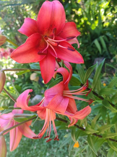 This is a close-up, eye-level shot of several red lilies in bloom. The lilies are the main subject, with a few in focus and others slightly blurred in the background. The foreground shows the vibrant petals and stamens of the lilies, some of which are tilted downwards. The background is a mix of green foliage and out-of-focus lights, suggesting an outdoor garden setting bathed in sunlight. The overall impression is one of natural beauty and growth. The image is taken outdoors, likely in a garden in Kocherinovo, Bulgaria, where such flowers are common. There are no people or animals visible in the image.
