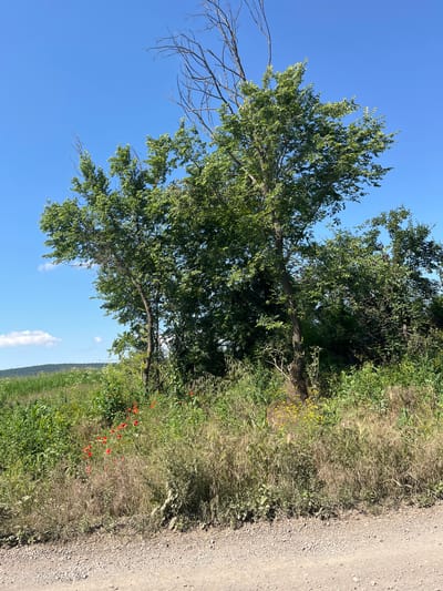 The image shows a dirt road leading into a field of wildflowers and grasses. In the background, there are several trees, some of which appear to be dead. The sky is clear and blue. The location is the city of Poroy, Bulgaria. There are no people or animals visible in the image. The scene is peaceful and natural.
