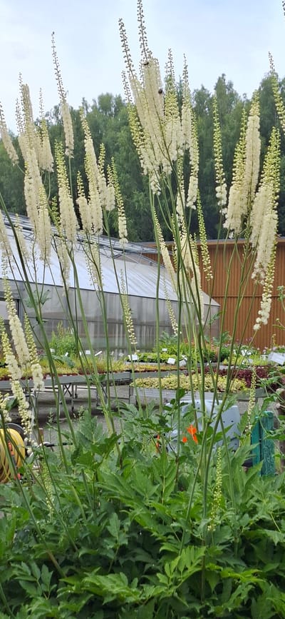 In Malda, Estonia, an outdoor scene unfolds at what appears to be a plant nursery or garden center. In the foreground, tall, slender stalks of white flowers, possibly Black Cohosh (Actaea racemosa), dominate the frame, their feathery blooms reaching upwards. Their dense foliage creates a lush green base for the floral display. Behind the flowers, a large greenhouse with a transparent roof is visible, reflecting the overcast sky and the surrounding trees. Several rows of plants on tables, likely for sale, are arranged in front of the greenhouse. A wooden-paneled building stands to the right, and a hint of a forest can be seen in the distance. The overall atmosphere is one of natural beauty and horticultural activity. There are no people visible in the image.