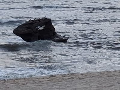 A medium shot depicts a large, dark rock formation in the ocean off the coast of Figueira da Foz, Portugal. Several seagulls are perched on the rock. One seagull is captured mid-flight near the rock's side. The ocean surrounds the rock, with waves and a gray-blue tint. The sandy beach is visible at the bottom of the frame.