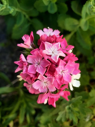 This media file is a close-up, top-down shot of a cluster of vibrant pink and white flowers, possibly Sweet Williams (Dianthus barbatus). The flowers are densely packed together, forming a bouquet-like arrangement. Each individual flower has multiple petals with a distinctive fringed or serrated edge. The colors range from deep fuchsia pink to lighter shades of pink and pure white. Some of the white flowers have delicate pink centers or markings. The petals of the flowers are slightly curled and ruffled, giving them a delicate and intricate appearance. In the background, blurred green foliage is visible, suggesting the flowers are outdoors in a garden or natural setting. The lighting suggests it might be daytime, possibly late afternoon due to the warm tones and gentle shadows. There is no text visible in the image. The overall impression is one of natural beauty and delicate floral detail.