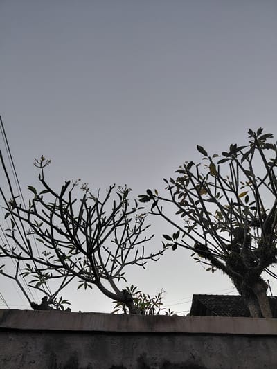 The image captures an upward view of a gray, overcast sky, framed by the silhouettes of two trees with mostly bare branches and sparse green leaves, likely frangipani (Plumeria). Small, light-colored flowers are visible among the branches. The trees occupy the left and top portions of the frame. To the right, a textured concrete or stone wall runs vertically, defining the edge of the scene.
Behind the tree on the upper right, parts of a tiled roof belonging to a building are visible, along with what appears to be an antenna and thin electrical wires crossing the lower section of the sky. The light is diffused, indicating an overcast day, without direct sunlight. The overall mood is calm and somewhat stark due to the silhouetted forms against the muted sky. No specific activity is occurring. The setting is an outdoor area, consistent with a street or residential space in Gianyar, Indonesia. No text is visible in the image.