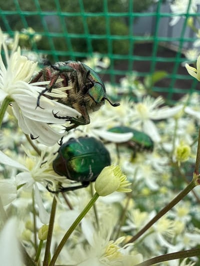 The image shows two metallic green beetles on white flowers. One beetle, in the foreground, is partially obscured by a white petal and is facing left. Its iridescent green body is visible, along with its legs and antennae. Behind it, another beetle is more fully visible, also with a metallic green sheen. The beetles are surrounded by numerous white flowers, some of which are in bloom and others appear to be buds. The background is a blur of green foliage and a green mesh fence. The overall scene suggests a natural setting, likely a garden or park. The location of Павловка, Russia is mentioned, but there is no visual information in the image to confirm or deny this specific location. There are no people or any other discernible human activity depicted.