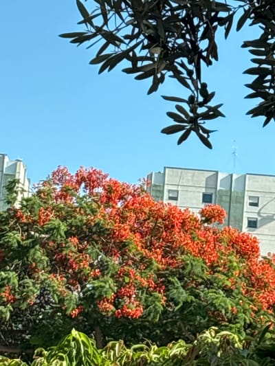 The media file is a photograph taken outdoors, likely in an urban or semi-urban setting. The scene is dominated by vegetation and a building, with a clear blue sky as the backdrop. In the foreground, on the left side of the image, dark green leaves from a tree or shrub are visible, some with small, dark green fruits, suggesting an olive tree. These leaves are silhouetted against the bright sky.

To the right of the foliage, a portion of a multi-story building is visible. The building has a light-colored facade with several windows. The architectural style appears modern, with simple geometric lines.

The central and right portions of the image are filled with a vibrant tree with clusters of small, bright orange-red flowers or fruits, interspersed with green leaves. This tree is lush and dense, creating a striking contrast with the dark leaves on the left and the building. To the far right, additional green foliage with a lighter, more variegated appearance can be seen, possibly another type of plant or tree.

In the sky, above the building and between the trees, faint, thin white lines are visible, possibly representing airplane contrails.

The lighting suggests it is daytime, with bright sunlight casting shadows and illuminating the scene. The clear blue sky indicates fair weather. The presence of flowering or fruiting trees, along with the building, suggests a park, garden, or a residential area in a warm climate. The location context provided is Lod, Israel, which aligns with the visual cues of a sunny climate and Mediterranean vegetation. No people are visible in the image, and there is no discernible text.