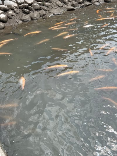 A flock of orange and white koi fish swim in a murky pond. The pond is bordered by a rocky, muddy bank on the left side. Sunlight reflects off the surface of the water in scattered patches. The image appears to be taken outdoors in natural light. There are no people visible in the image.