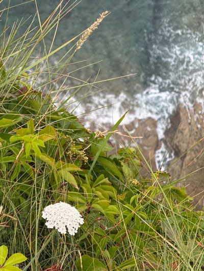 This is a close-up, overhead shot of lush green vegetation and a single white flower, situated on a cliff overlooking the ocean. The sea is a muted green and grey, with gentle waves lapping against a rocky shoreline in the background. The vegetation is dense and varied, with broad green leaves interspersed with thin, tall blades of grass. Tiny clusters of light green buds are also visible amongst the leaves, suggesting the plants are in bloom or preparing to bloom. A single, delicate white flower, resembling Queen Anne's Lace, is the focal point in the lower right portion of the image. The scene evokes a sense of natural beauty and tranquility, with the presence of the sea and the vibrant greenery suggesting a coastal environment. The lighting is soft, indicating it might be early morning or late afternoon, or possibly an overcast day. The location is identified as Santander, Spain, a coastal city known for its beautiful beaches and scenic landscapes, which aligns with the visual elements of the image. There is no visible text in the image.
