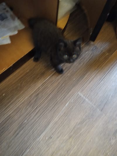 Madinaty, Egypt: An indoor scene depicts a small, dark-furred kitten with prominent green-gold eyes standing on a light brown wood-grain floor. The kitten is positioned in the upper left quadrant of the image, facing and looking directly towards the camera. Behind the kitten, to the left, is a light brown wooden furniture piece, against which a crumpled white object is visible. A dark, indistinct area occupies the background behind the kitten to the right. No human subjects are present in the frame.
