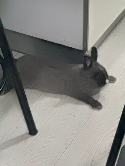 A small, grey rabbit is lying stretched out on a light-colored wooden floor in what appears to be a room with white walls and furniture. The rabbit is positioned in the center of the frame, with its body elongated and its legs extended. Its ears are perked up, and its eyes are open, looking towards the right side of the image. The floorboards are visible with their grain and subtle texture. To the left and right of the rabbit, parts of dark-colored chair legs are visible, casting faint shadows on the floor. The overall lighting in the scene is moderate, highlighting the rabbit and its immediate surroundings. There are no people present in the image. The location in the city of Şişli, Turkey, is not discernible from the visual information provided in the image.