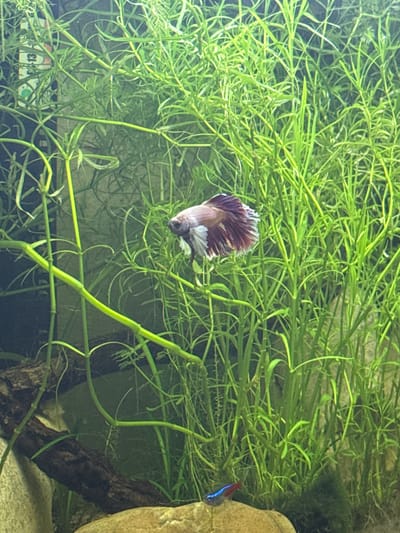 The image shows an aquarium with a betta fish and a neon tetra. The betta fish, predominantly white with purple and red fins, is positioned in the center, amidst dense green aquatic plants. A small neon tetra, characterized by its blue and red stripe, is visible in the lower right portion of the frame, near a rock. The environment is an aquarium with various aquatic plants, driftwood, and rocks. The background appears to be a solid dark color, possibly the back of the aquarium. No specific location in Busmantsi, Bulgaria can be determined from this image.
