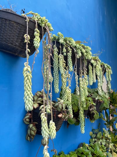 A bright blue wall in Garut, Indonesia, serves as a vertical garden backdrop. Multiple black, woven-texture planters are mounted vertically, containing various plant species. The primary subject is *Sedum morganianum* (Burro's Tail succulent), displaying numerous pale green, ovoid-leafed strands cascading downwards from the containers. Interspersed are plants with patterned green and reddish-brown leaves and additional smaller green foliage. Natural light illuminates the static scene, revealing the wall's texture and the botanical arrangement. No human or animal presence is observed.