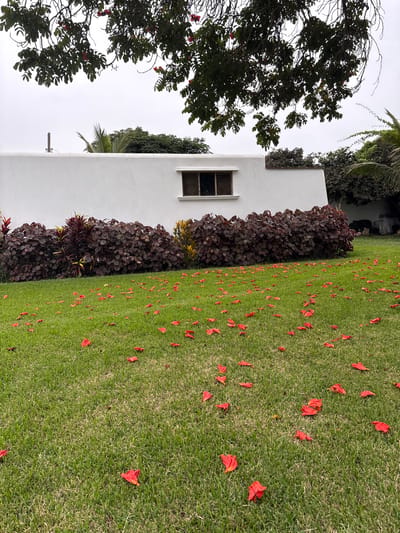 The image shows a landscape in Aucallama, Peru. A white, rectangular building with a single window is bordered by a dark leafy hedge. Green lawn with scattered red flower petals extends away from the hedge. A large tree stands to the left of the building. The sky is overcast. No people are visible.