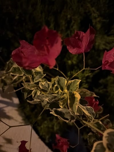The image shows a close-up of a bougainvillea plant at night, with bright pink bracts and variegated green and yellow leaves. The plant is illuminated, creating a contrast with the dark background. The bokeh effect suggests a shallow depth of field. There are no people or discernible actions. The location is unspecified, and the image does not provide any information about Orihuela, Spain.