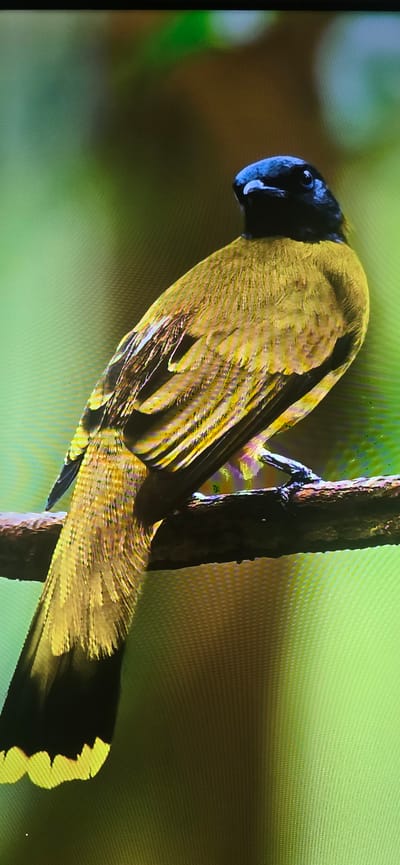 The image displays a close-up of a bird perched on a branch. The bird has a black head and is predominantly yellow and olive green in its body and tail feathers, with some darker markings on its wings. The background is a soft, blurred green and brown, suggesting foliage. The bird is positioned on a textured, dark brown branch. There is no visible indication of Lippstadt, Germany, or any urban environment.