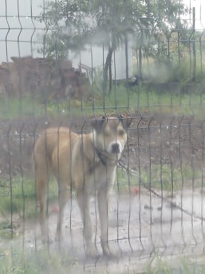 A light-colored dog is depicted behind a dark wire mesh fence in an outdoor setting, possibly a yard or enclosed area. The dog, which appears to be medium-sized with tan or fawn fur, is positioned on the right side of the frame, looking towards the left with its mouth slightly open. Its body is somewhat blurred, suggesting movement or a fast shutter speed, with its front legs extended and back legs bent, implying it's in motion or an active stance. A chain, possibly attached to a collar, is visible around its neck and extends backward.
The foreground is dominated by the wire mesh fence, which is visible across the entire image and contributes to the overall blurred and somewhat obscured quality of the photograph. Beyond the fence, the ground is a mix of dirt and sparse green vegetation, appearing damp. In the background, particularly on the left, are blurred green trees and some indistinct structures, possibly made of bricks or wood. The lighting is diffused and overcast, suggesting a cloudy day or possibly recent rain, which might also contribute to the wet appearance of the fence or the lens through which the photo was taken. The scene evokes a somewhat bleak or natural environment in Zagore, Bulgaria. No text is visible in the image.