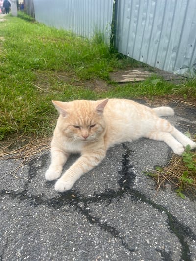 A ginger and white cat is lying on its side on a paved surface, with its paws extended. The cat has light fur with subtle orange stripes. Its eyes are closed, suggesting it is resting or sleeping. The background includes green grass and a corrugated metal fence. The scene appears to be outdoors, possibly in a backyard or alleyway, with sunlight casting shadows on the pavement. The time of day seems to be daytime, with bright lighting. The overall impression is one of peacefulness, with the cat enjoying a moment of repose in a simple outdoor setting.