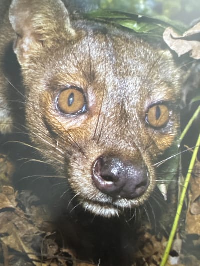 The image is a close-up photograph of a fossa's face, a carnivorous mammal native to Madagascar. The fossa has reddish-brown fur, large amber eyes with dark pupils, and a dark, wet nose. Its whiskers are long and prominent. The background is a blur of green foliage and brown leaves, suggesting a natural, forested environment. There is no indication of Gandia, Spain, in this image; it is a wild animal in its natural habitat.