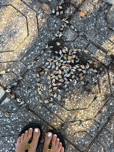 A high-angle, full shot captures a cluster of small, empty seashells scattered on a grey, textured paving stone surface. The paving stones are laid in an interlocking hexagonal pattern, with visible dark grout lines. Sunlight casts distinct shadows across the stones, highlighting their uneven texture. Among the shells, a few dry brown leaves and some dark, twig-like debris are also present. In the lower portion of the frame, the feet of a person wearing black sandals with gold embellishments are visible, their toenails painted white. The image is likely taken outdoors in a public area, potentially a walkway or plaza. The location is specified as Cam Lam, Vietnam.